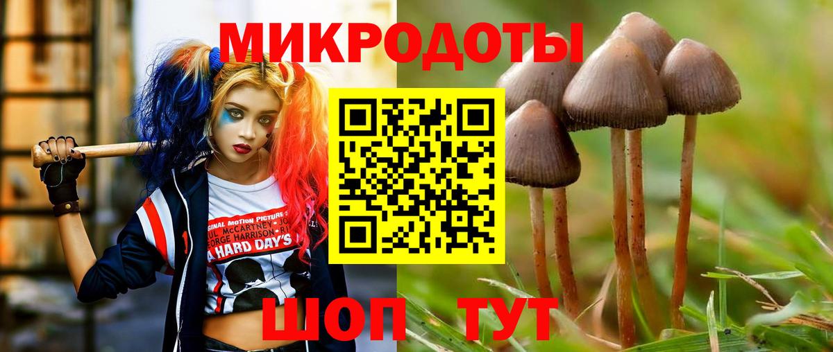 Псилоцибиновые грибы Psilocybe Губкин
